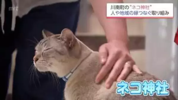SNSで話題　1200年の歴史誇る神社が「ネコ神社」に　七福猫や保護猫譲渡会で良縁つなぐ　川南町・白髭神社
