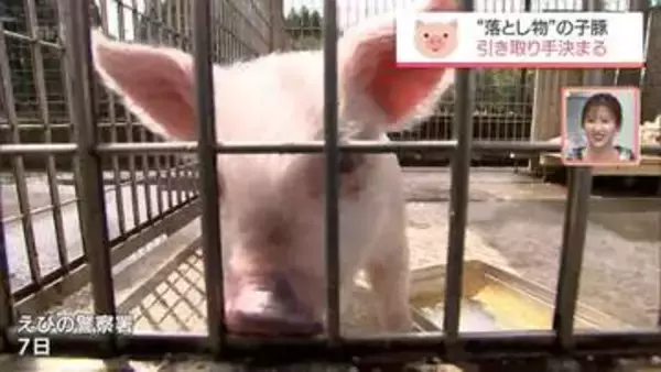 えびの警察署で保護　"落とし物"の子豚　引き取り手が決まる