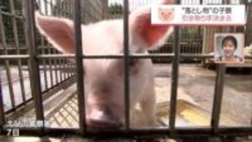 えびの警察署で保護　"落とし物"の子豚　引き取り手が決まる