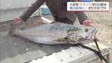 「全国でも珍しい砂浜からの「オオニベ」釣り　180人が挑んだ聖地で1メートル32センチ出現」の画像1
