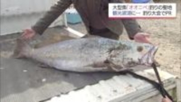全国でも珍しい砂浜からの「オオニベ」釣り　180人が挑んだ聖地で1メートル32センチ出現
