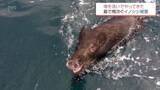 「「昔はいなかった」被害続出　海渡る？イノシシ離島で増殖か　蹴り落とした石で道塞がる　ではクマは？【MRTニュース2025を振り返る】」の画像1