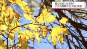 きょうは立冬　紅葉始まる　猛暑の影響は？