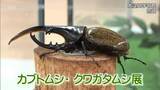 「外国の珍しいカブトムシやクワガタ 約20種類を展示　宮崎市の大淀川学習館で「カブトムシ・クワガタムシ展」」の画像1