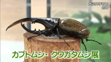 外国の珍しいカブトムシやクワガタ 約20種類を展示　宮崎市の大淀川学習館で「カブトムシ・クワガタムシ展」