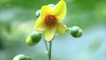 淡い黄色の可憐な花　絶滅危惧種「キレンゲショウマ」が見ごろに　高千穂町の自生地で特別公開