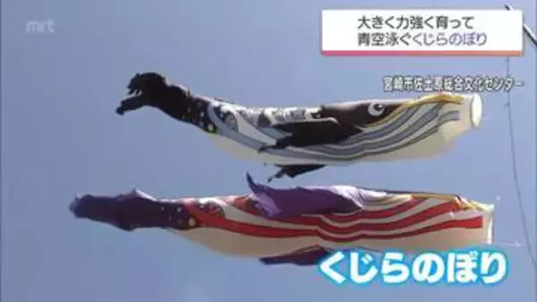 スッキリと広がった青空に悠々と舞う　宮崎市佐土原町で恒例「くじらのぼり」