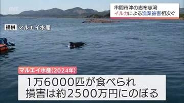 串間市沖の志布志湾でイルカの食害深刻…　泡で驚かせ網から引き抜く巧妙手口　2500万円損害も