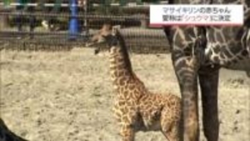 宮崎市フェニックス自然動物園で誕生　キリンの赤ちゃん命名式　愛称は「シュウマ」