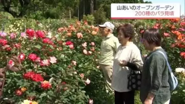 約200種のバラが見ごろに　高千穂町の民家のバラ園　31日まで一般公開