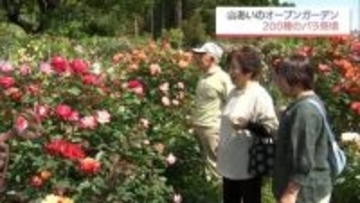 約200種のバラが見ごろに　高千穂町の民家のバラ園　31日まで一般公開