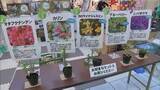 「県民緑化推進運動　宮崎市の大型商業施設で苗木の配布」の画像1