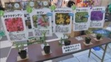 県民緑化推進運動　宮崎市の大型商業施設で苗木の配布