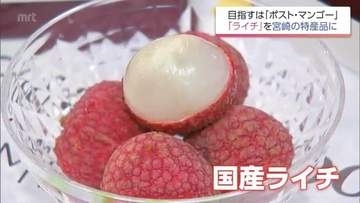 「マンゴーよりもライチやな」　国内流通わずか2％未満の超希少な「生ライチ」を特産品に　関係者の挑戦