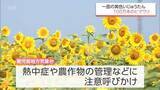 「宮崎県内は22日も「猛暑日」に　29日まで危険な暑さの予想　都城市では約100万本のヒマワリが見ごろに」の画像1