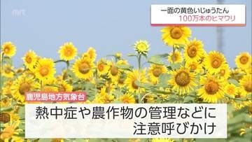 宮崎県内は22日も「猛暑日」に　29日まで危険な暑さの予想　都城市では約100万本のヒマワリが見ごろに