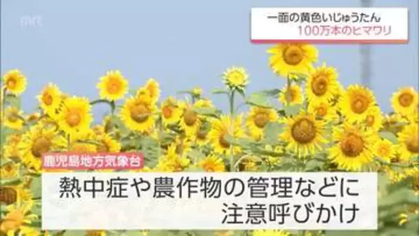 宮崎県内は22日も「猛暑日」に　29日まで危険な暑さの予想　都城市では約100万本のヒマワリが見ごろに