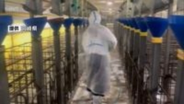 都城市での「豚熱」発生を受けて　宮崎県内すべての養豚場に「緊急消毒命令」を出す方針