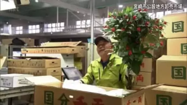 千両や南天など正月飾りの縁起物の競り　宮崎市公設地方卸売市場「企画市」