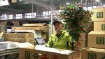 千両や南天など正月飾りの縁起物の競り　宮崎市公設地方卸売市場「企画市」