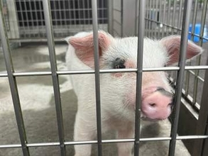 警察署に届けられた「落とし物」の子豚が新たな旅立ち 「トントン、異常ありません」署員も惜別