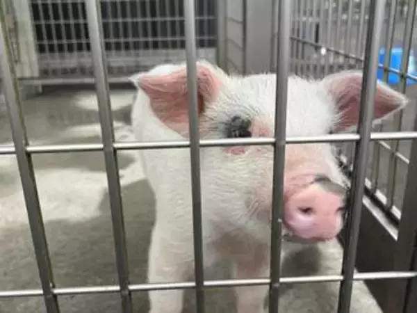 警察署に届けられた「落とし物」の子豚が新たな旅立ち 「トントン、異常ありません」署員も惜別