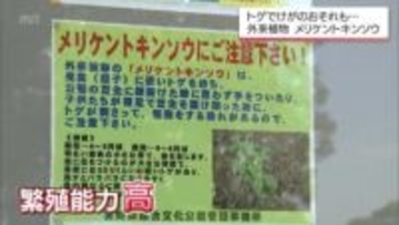 芝生に潜む"刺客" 外来植物 「メリケントキンソウ」に要注意！足裏にチクリと痛み【MRTニュース2025を振り返る】