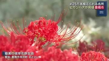 愛知・豊橋市でヒガンバナが見頃 約25万本植えられる名所で