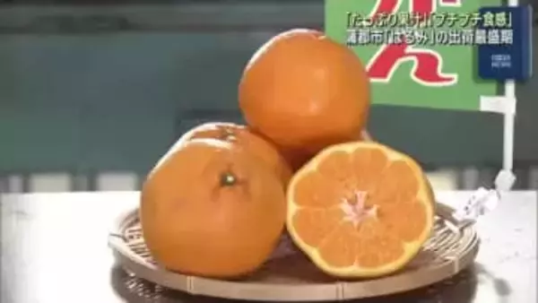 愛知・蒲郡市で「はるみ」の出荷最盛期　たっぷりの果汁とプチプチした食感が特徴