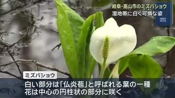 湿原に春の到来　ミズバショウが白く可憐に　岐阜・高山市の美女高原　白い部分は葉の一種で花は中心に咲く