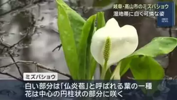湿原に春の到来　ミズバショウが白く可憐に　岐阜・高山市の美女高原　白い部分は葉の一種で花は中心に咲く