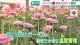 「愛知のガーベラ栽培がイラン情勢でピンチ　重油価格が跳ね上がり暖房を控えて栽培…品質に影響も」の画像1