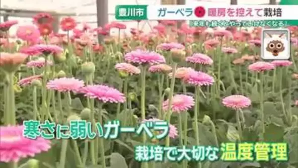 愛知のガーベラ栽培がイラン情勢でピンチ　重油価格が跳ね上がり暖房を控えて栽培…品質に影響も