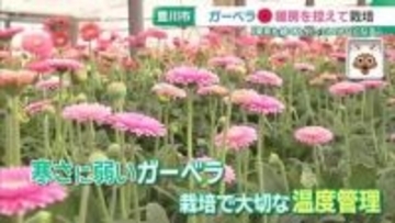 愛知のガーベラ栽培がイラン情勢でピンチ　重油価格が跳ね上がり暖房を控えて栽培…品質に影響も