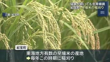 厳しい暑さの中　早場米「なついろ」の収穫始まる　三重・紀宝町