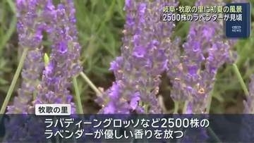 ひるがの高原・牧歌の里　香り漂うラベンダーが見頃　ピンク色のアルストロメリアも見頃に