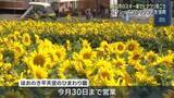「ゲレンデに咲く10万本のヒマワリ　スキー場のオフシーズンを活用　岐阜県高山市」の画像1