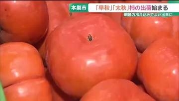 「早秋」「太秋」柿の出荷始まる　朝晩の冷え込みでよい出来に　岐阜・本巣市