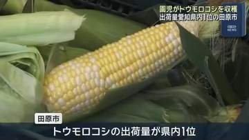 園児がトウモロコシの収穫体験　出荷量が愛知県内1位の田原市