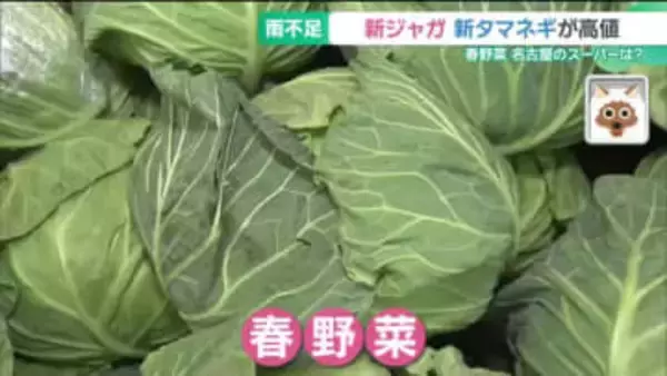 今のおすすめは激安なブロッコリー　雨不足の影響　新ジャガ・新タマネギが高値に