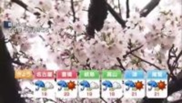 名古屋で満開のサクラに雨と風、一時的に強まる恐れも　土曜にかけて雨の日が多い見通し