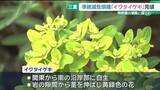 「準絶滅危惧種「イワタイゲキ」の花が見頃　潮風に揺られながら力強く咲く　三重」の画像1