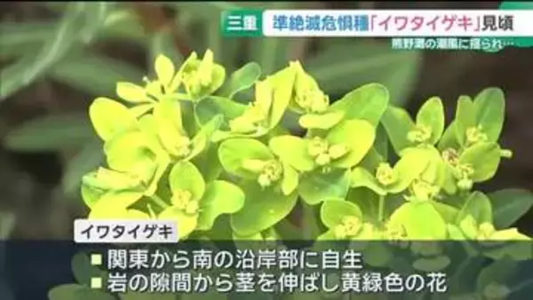 準絶滅危惧種「イワタイゲキ」の花が見頃　潮風に揺られながら力強く咲く　三重