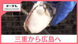 「カキ不漁の広島を三重県が救援！「浦村として助けられたら」」の画像1