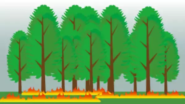 山火事の怖さ　飛び火・地中が燃える　消火が難しい【暮らしの防災】