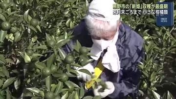 三重県熊野市の特産品「新姫」の収穫が最盛期　小さな柑橘類