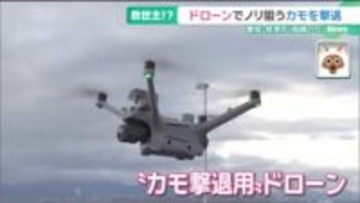 ノリ被害が深刻　犯人は空からやってくる「カモ」　ドローンでの撃退に期待　愛知