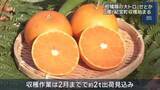 「“柑橘類の大トロ“ 「せとか」の収穫始まる　三重・紀宝町の果樹園、少雨の影響で甘み増す」の画像1