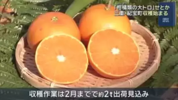 “柑橘類の大トロ“ 「せとか」の収穫始まる　三重・紀宝町の果樹園、少雨の影響で甘み増す