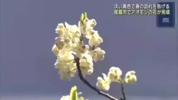 まるでポップコーン！淡い黄色で春の訪れを告げる「アオモジ」の花が見頃に　三重・尾鷲市